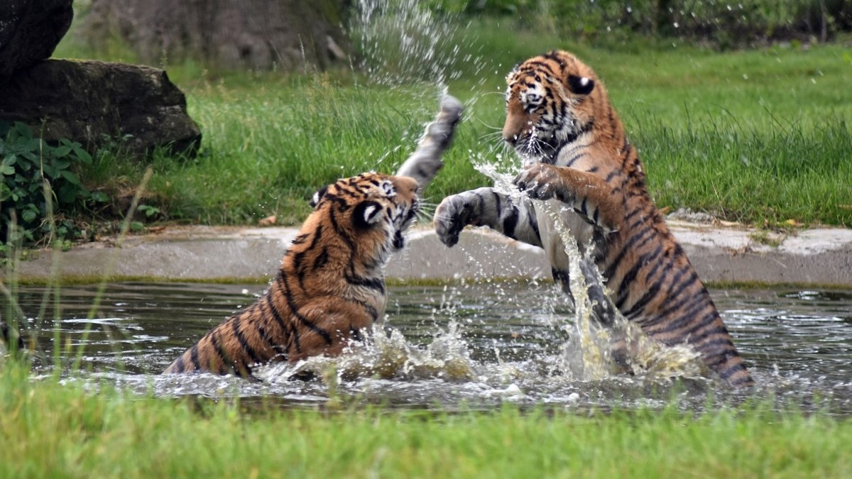 (प्रतीकात्मक फोटो)