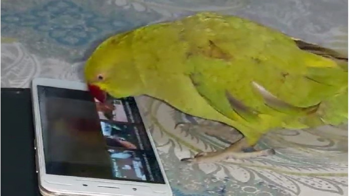 खुद YouTube चलाता है तोता