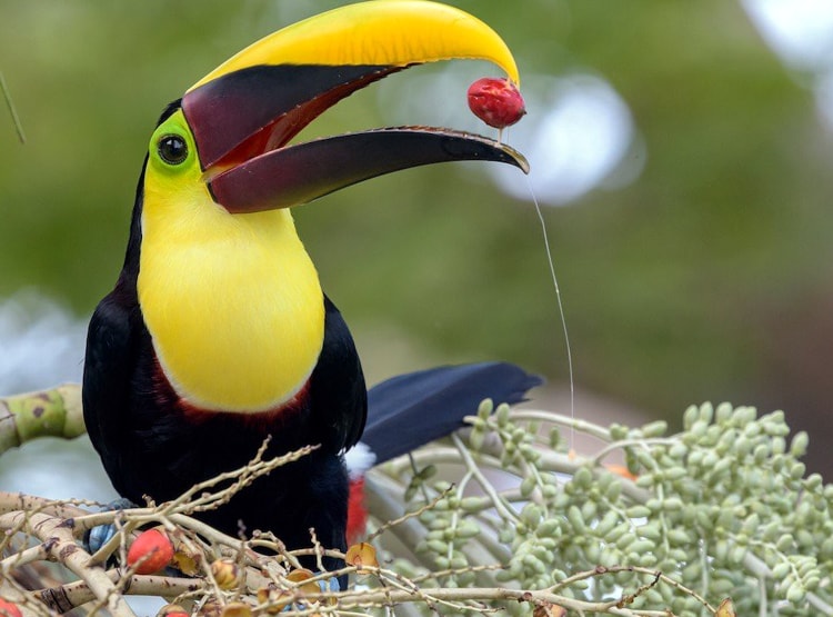 बांग्लादेश बॉर्डर पर मिले दुर्लभ टूकेन पक्षी, कीमत 15 लाख रुपये