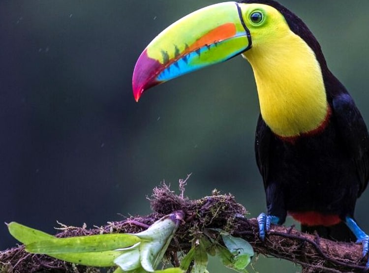 बांग्लादेश बॉर्डर पर मिले दुर्लभ टूकेन पक्षी, कीमत 15 लाख रुपये