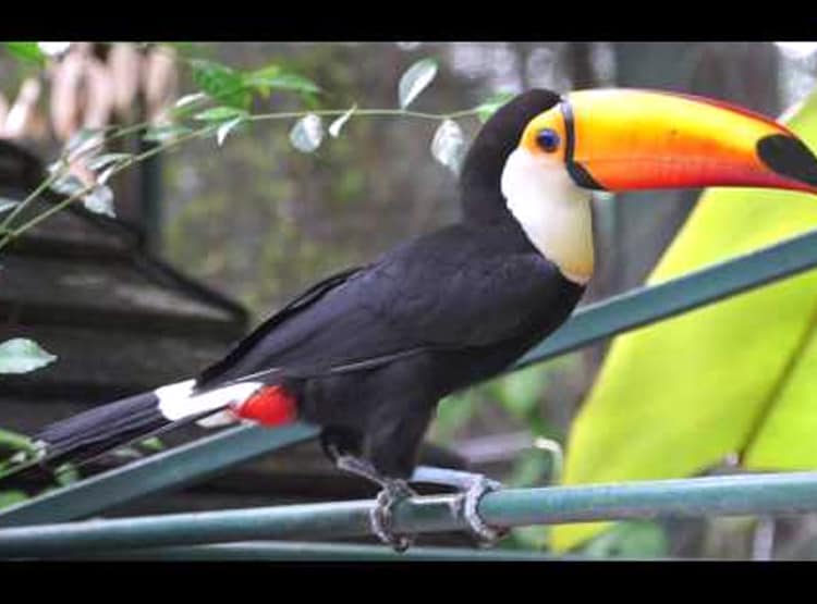 बांग्लादेश बॉर्डर पर मिले दुर्लभ टूकेन पक्षी, कीमत 15 लाख रुपये