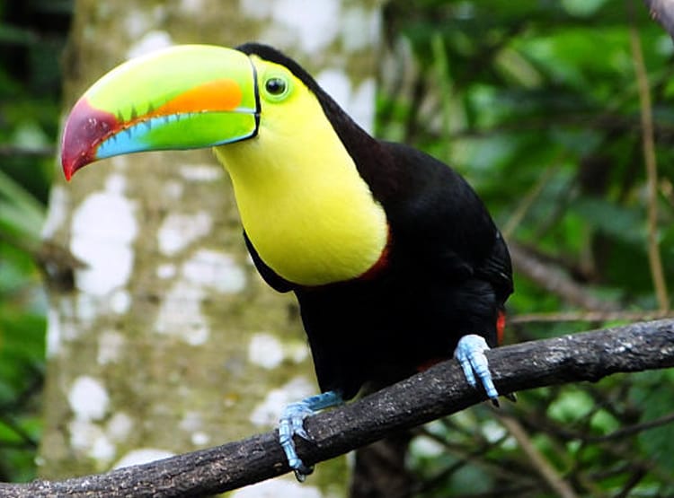 बांग्लादेश बॉर्डर पर मिले दुर्लभ टूकेन पक्षी, कीमत 15 लाख रुपये