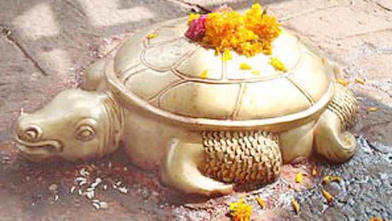 नेपाल में मिला सुनहरे रंग का कछुआ, अवतार मानकर पूजने लगे लोग