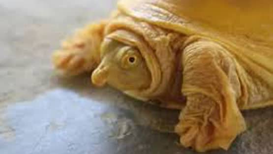 नेपाल में मिला सुनहरे रंग का कछुआ, अवतार मानकर पूजने लगे लोग