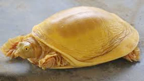 नेपाल में मिला सुनहरे रंग का कछुआ, अवतार मानकर पूजने लगे लोग