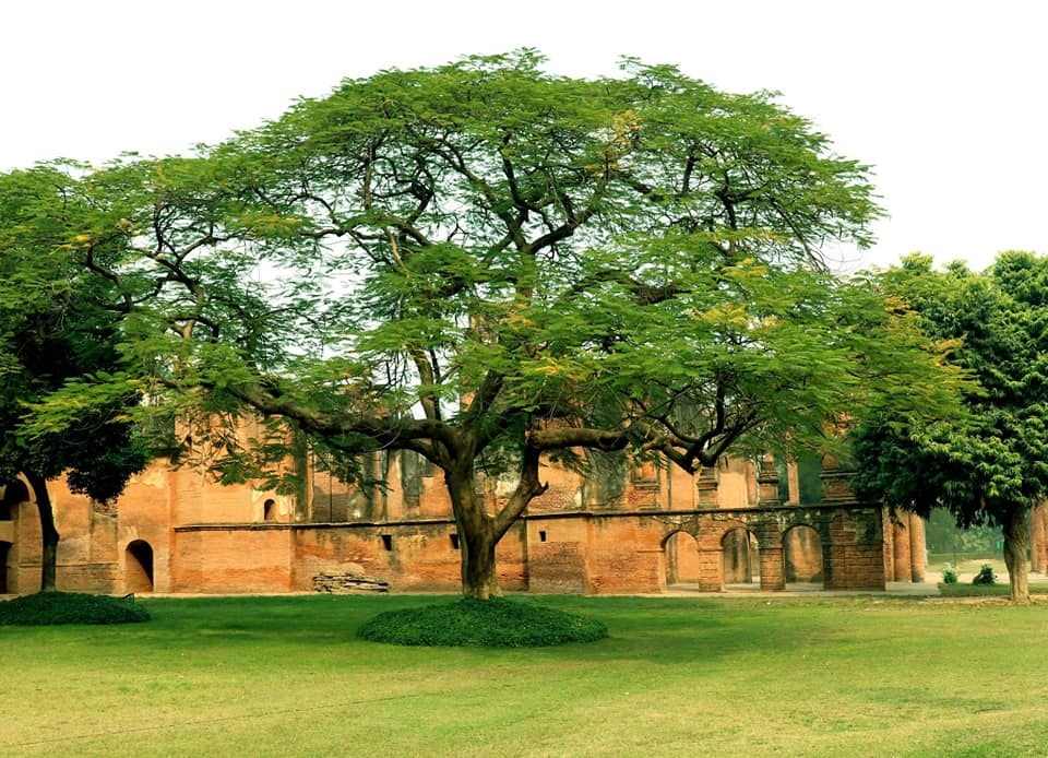 लगाएं हरे भरे पेड़ों की तस्वीर (फोटो- अजीत तिवारी)