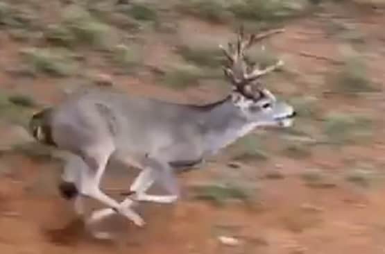 हिरन ने लगाई इतनी लंबी छलांग, वीडियो देख हैरान रह गए लोग