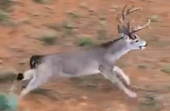 हिरन ने लगाई इतनी लंबी छलांग, वीडियो देख हैरान रह गए लोग
