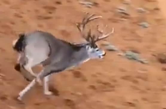 हिरन ने लगाई इतनी लंबी छलांग, वीडियो देख हैरान रह गए लोग
