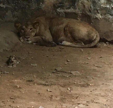 28 साल बाद इस चिड़ियाघर में छाईं खुशियां, शेर के परिवार में जन्मे शावक