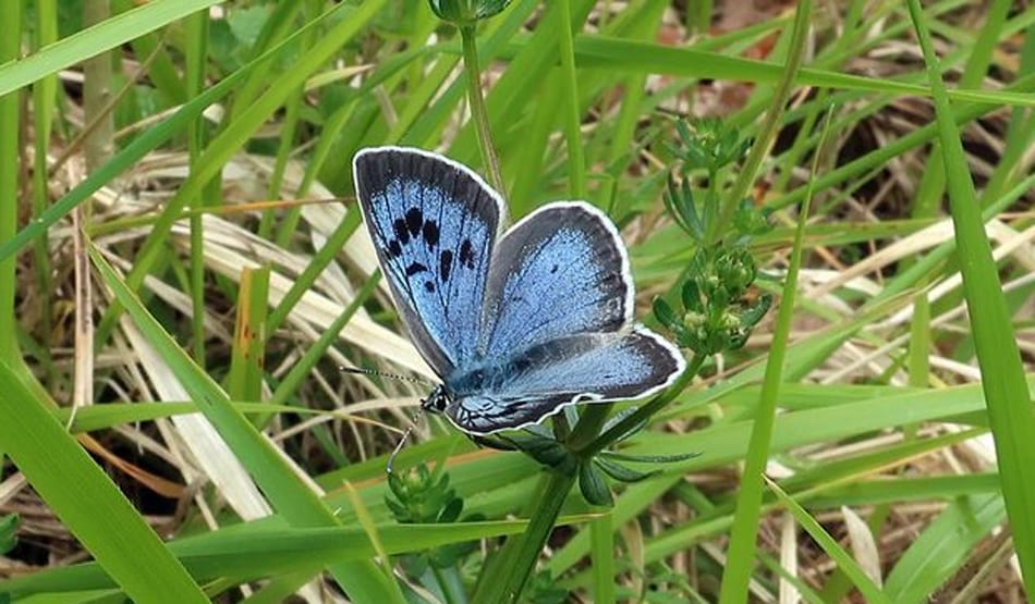 विलुप्त हो चुकी थी दुर्लभ और सबसे बड़ी नीली तितली, 150 साल बाद लौटी