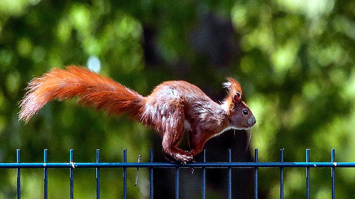 Bubonic Plague in Mongolia