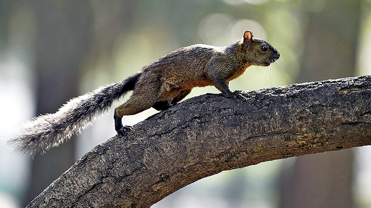 Bubonic Plague in Mongolia