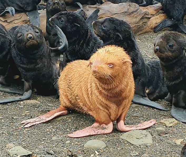  एल्बिनो सील