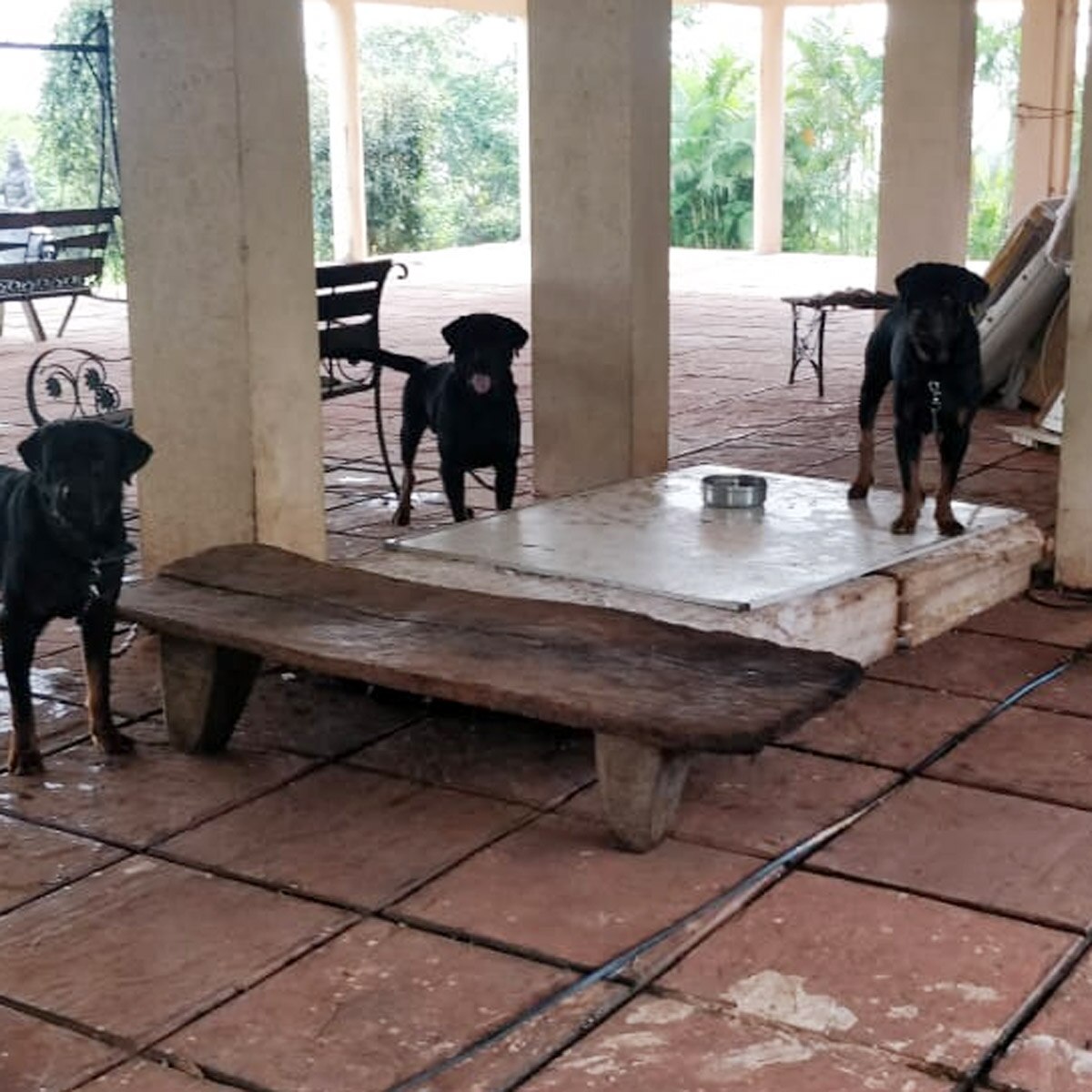 सुशांत के पेट डॉग्स