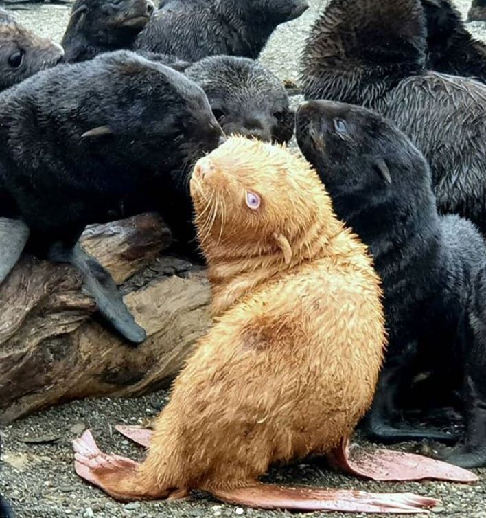  एल्बिनो सील