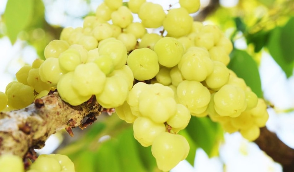 कोलेस्ट्रॉल का स्तर सही रहता है