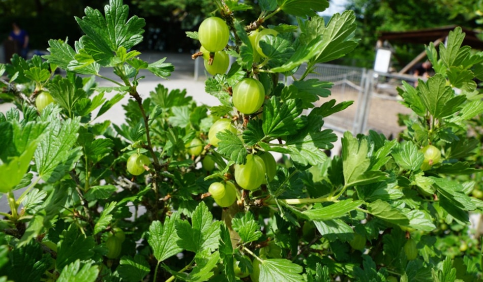 अस्थमा को रखता है सही