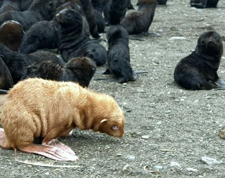  एल्बिनो सील