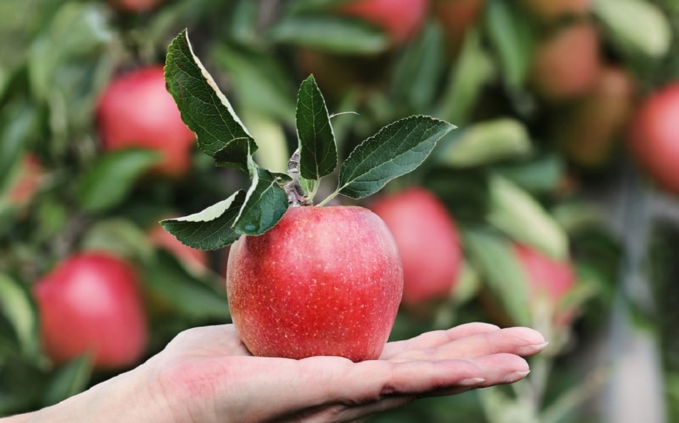 कॉलेस्ट्रोल घटाए