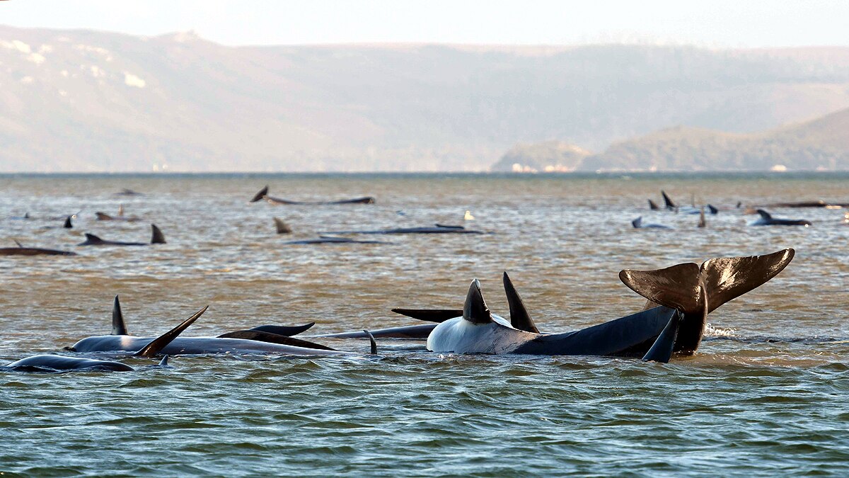 270 whales stranded on coast of Australia Tasmania sign of danger