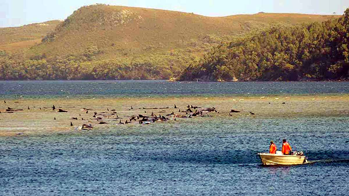 270 whales stranded on coast of Australia Tasmania sign of danger