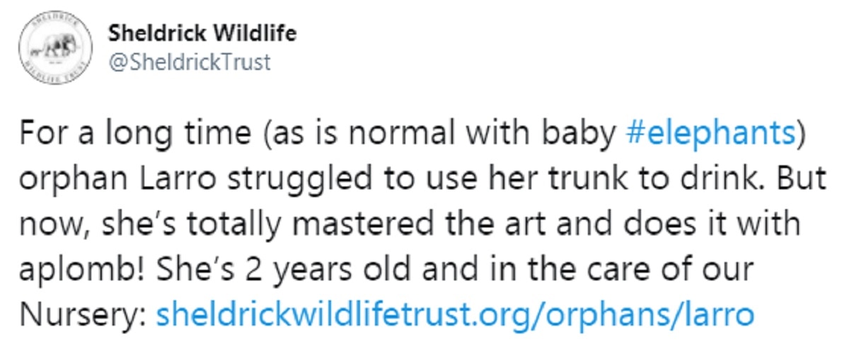 पानी पीना सीख रहा हाथी का बच्चा