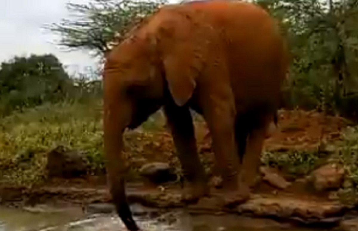 पानी पीना सीख रहा हाथी का बच्चा