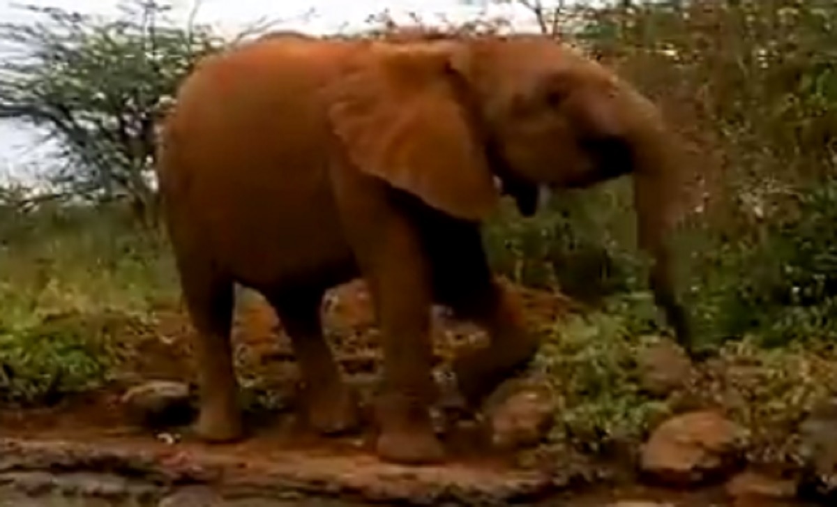 पानी पीना सीख रहा हाथी का बच्चा