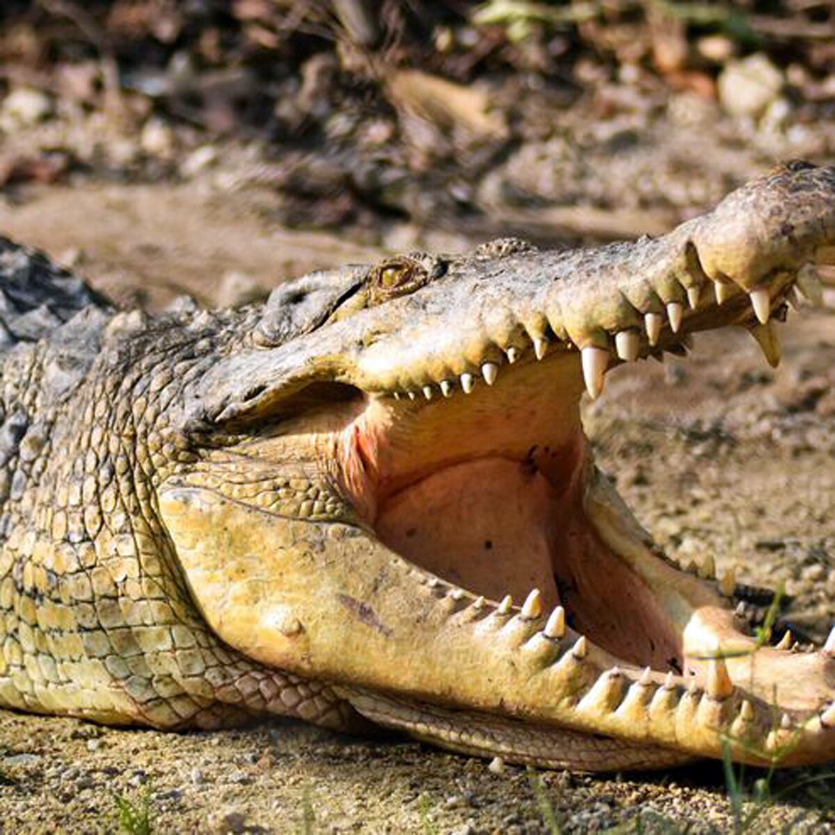 बेयर ग्रिल्स