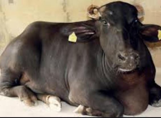 सफेद भैंस का जन्म सफेद भैंस का जन्म
