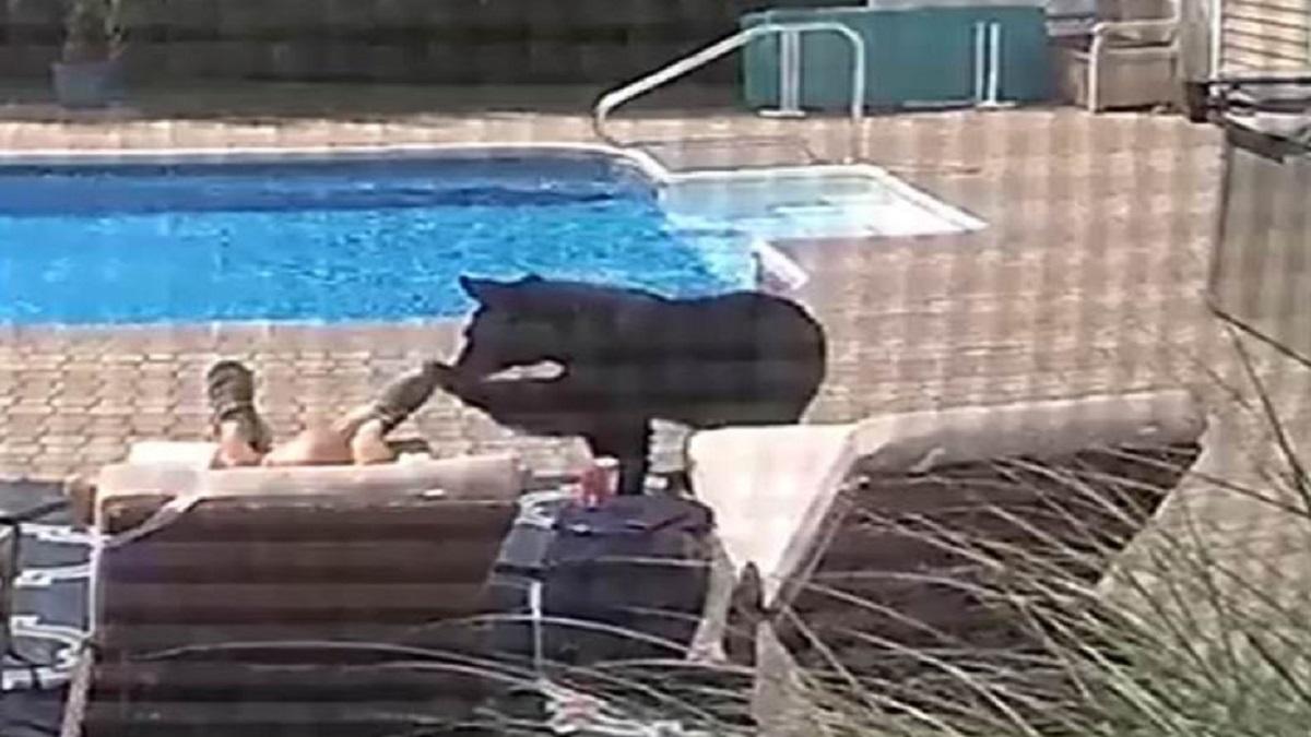 शख्स को भालू ने जगाया