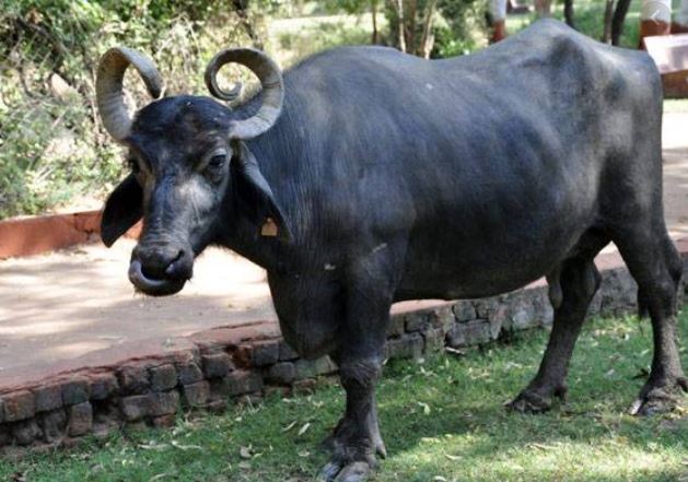सफेद भैंस का जन्म सफेद भैंस का जन्म