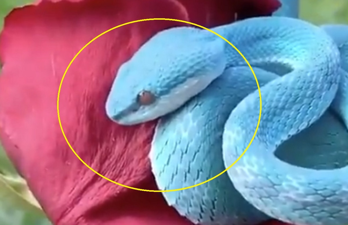 गुलाब के फूल से लिपटा दिखा दुर्लभ नीला सांप