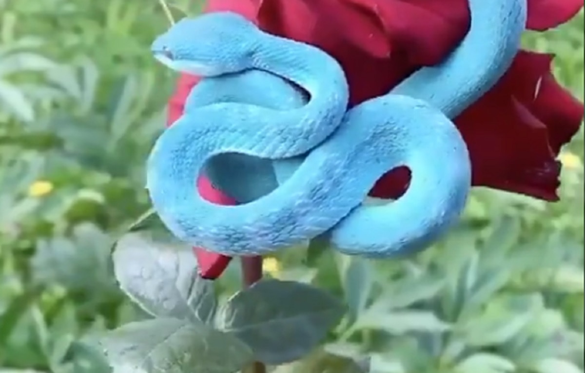 गुलाब के फूल से लिपटा दिखा दुर्लभ नीला सांप