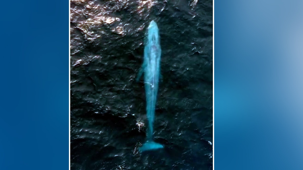 ब्लू व्हेल.