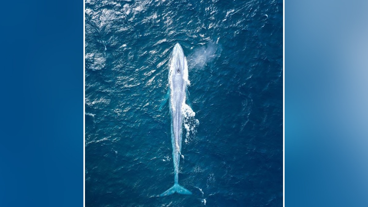 ब्लू व्हेल.