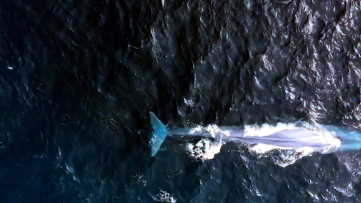 ब्लू व्हेल.