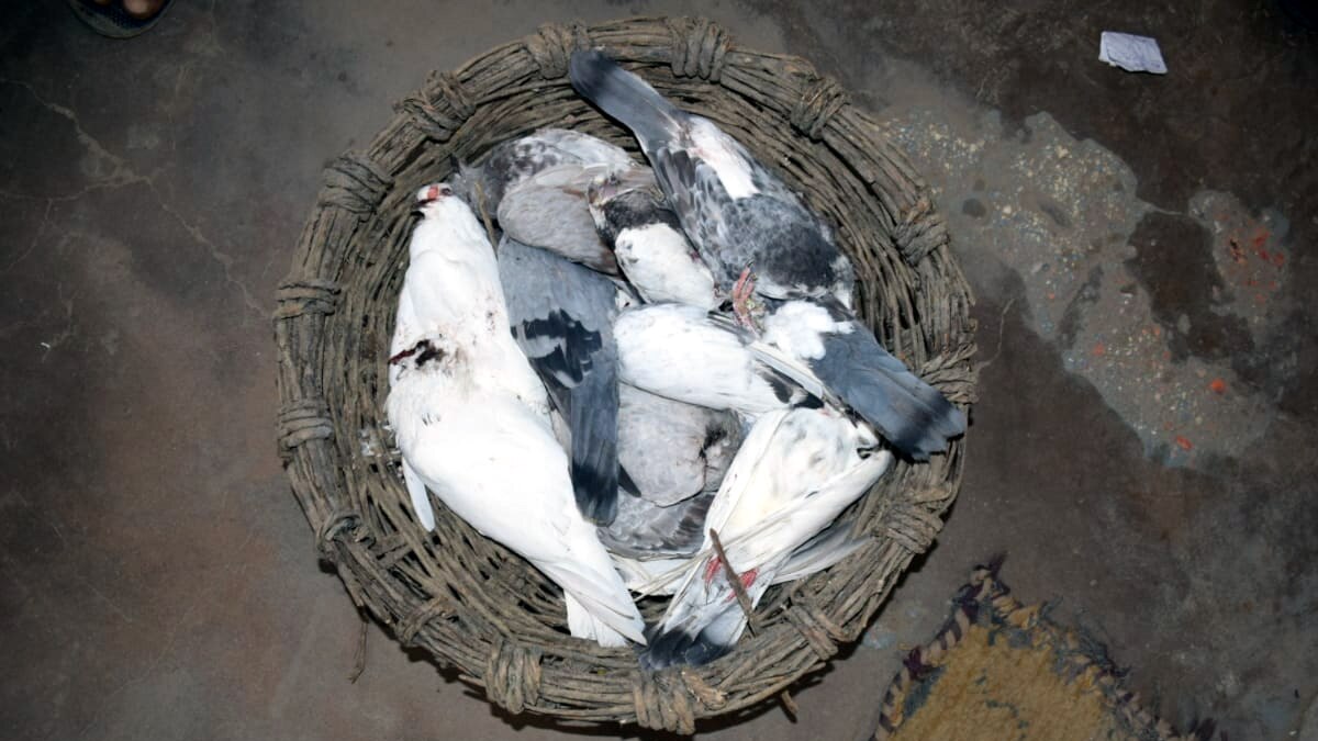 11 कबूतरों की ईंट से पीटकर निर्मम हत्या. 