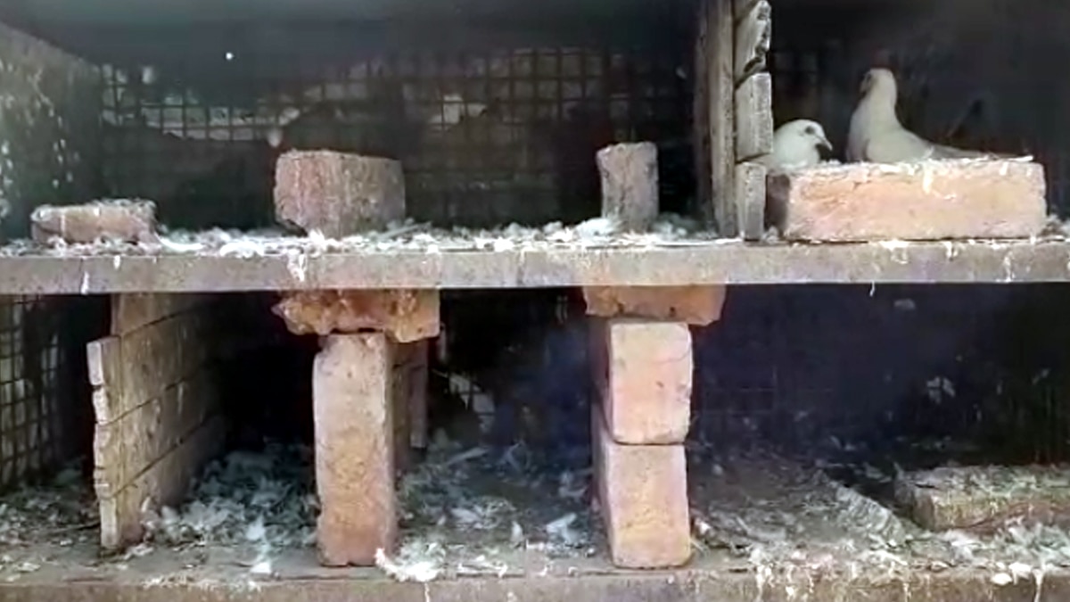 11 कबूतरों की ईंट से पीटकर निर्मम हत्या. 