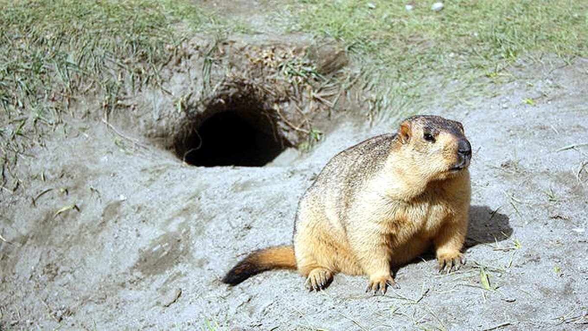 Bubonic Plague in Mongolia