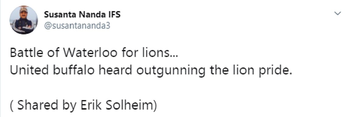 भैंसों ने शेर के झुंड पर कर दिया हमला