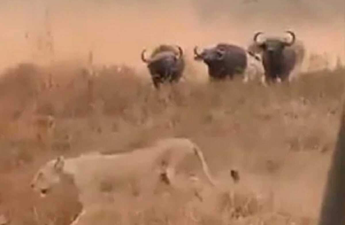 भैंसों ने शेर के झुंड पर कर दिया हमला