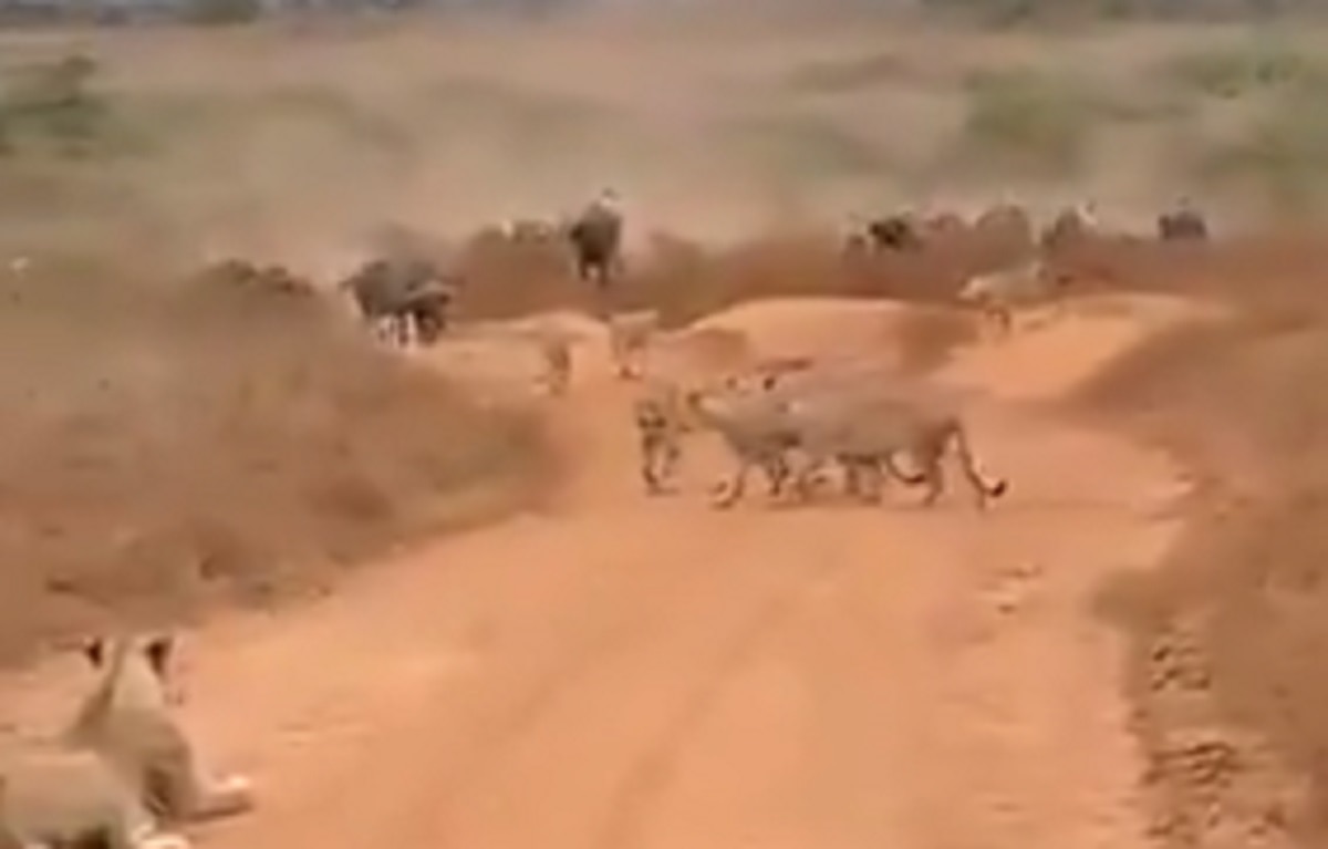 भैंसों ने शेर के झुंड पर कर दिया हमला