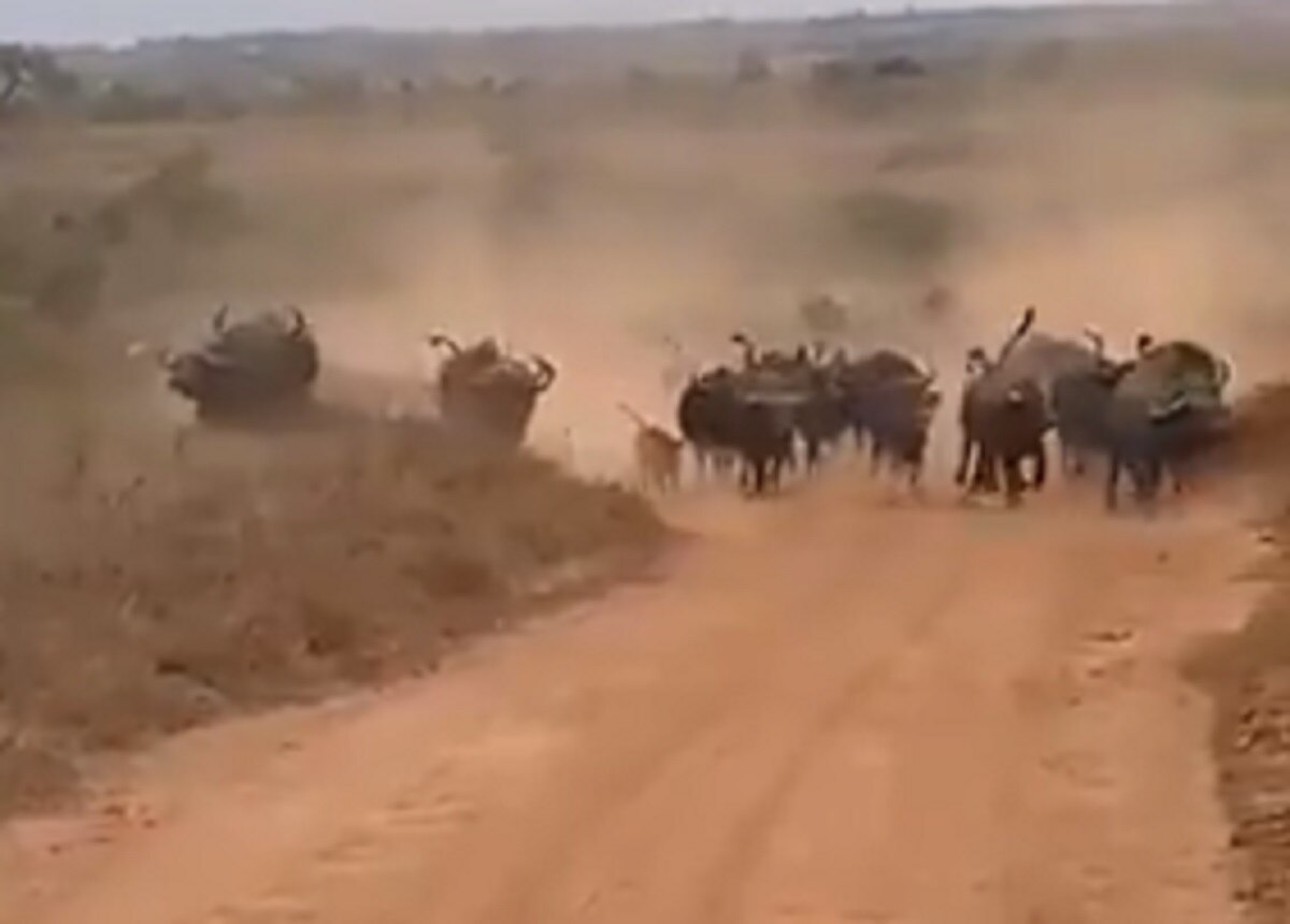 भैंसों ने शेर के झुंड पर कर दिया हमला