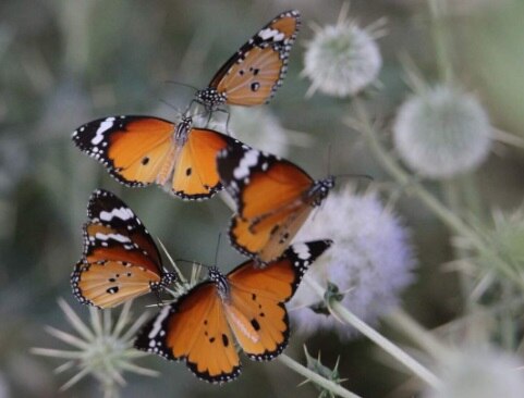 जैसलमेर: पहली बार दिखीं 41 से ज्यादा अलग-अलग प्रजातियों की तितलियां, देखें तस्वीरें.