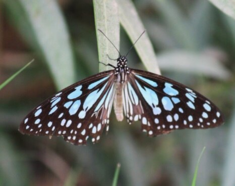 जैसलमेर: पहली बार दिखीं 41 से ज्यादा अलग-अलग प्रजातियों की तितलियां, देखें तस्वीरें.