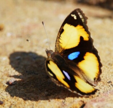 जैसलमेर: पहली बार दिखीं 41 से ज्यादा अलग-अलग प्रजातियों की तितलियां, देखें तस्वीरें.