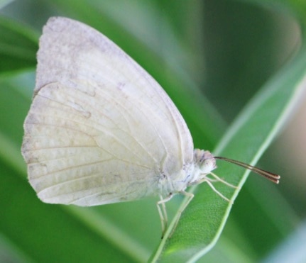 जैसलमेर: पहली बार दिखीं 41 से ज्यादा अलग-अलग प्रजातियों की तितलियां, देखें तस्वीरें.