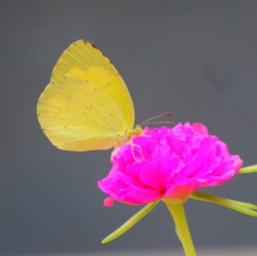 जैसलमेर: पहली बार दिखीं 41 से ज्यादा अलग-अलग प्रजातियों की तितलियां, देखें तस्वीरें.